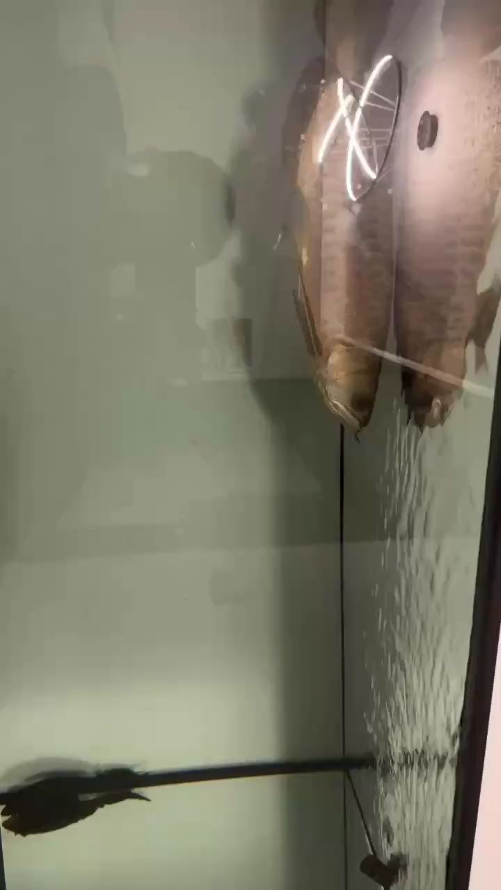 睡不著來看看它 睡不著來看看它 龍魚論壇