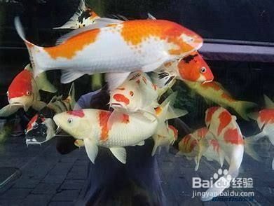 龍魚能和地圖混養嗎視頻：龍魚與地圖混養，可行之路與關鍵要點
