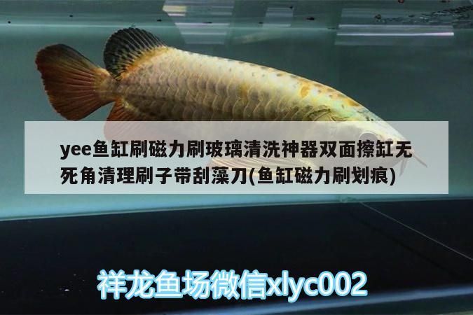 yee魚(yú)缸刷磁力刷玻璃清洗神器雙面擦缸無(wú)死角清理刷子帶刮藻刀(魚(yú)缸磁力刷劃痕)