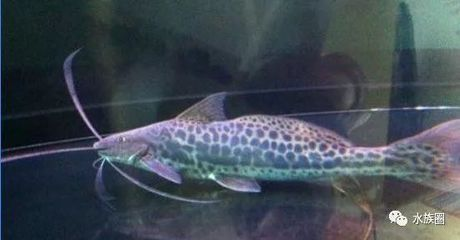 龍魚能吃嗎多少錢一斤啊圖片：探秘龍魚，食用之謎與價格探析 龍魚能吃嗎多少錢一斤啊圖片：探秘龍魚，食用之謎與價格探析 龍魚百科 第3張