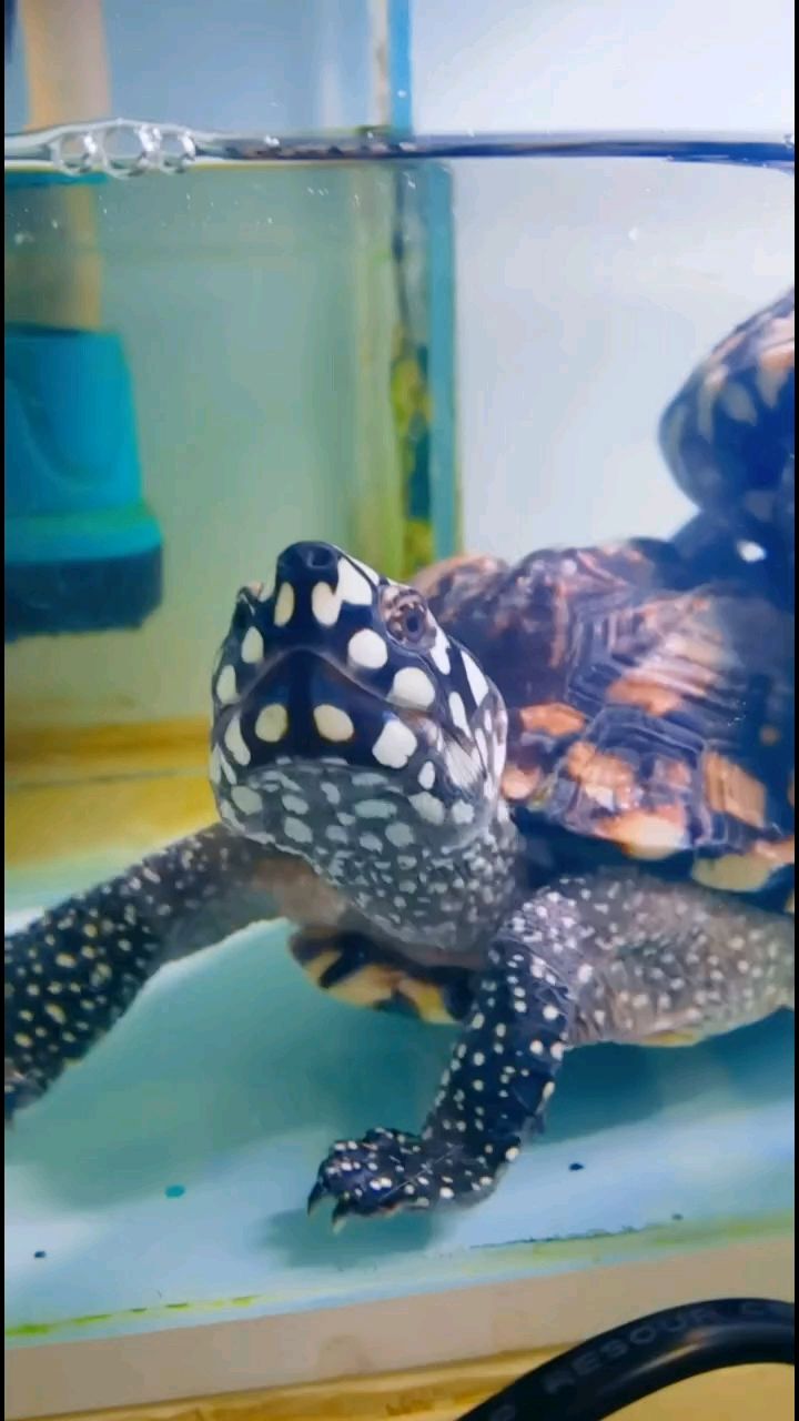 憨憨