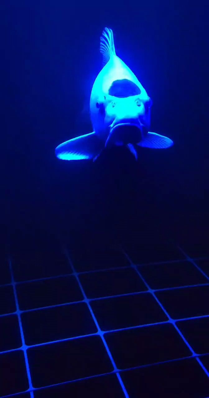 記錄一下睡覺的錦鯉 記錄一下睡覺的錦鯉 龍魚論壇