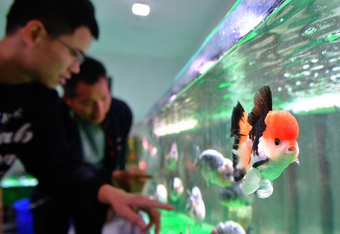 龍魚能承受多少溫度的水溫：探秘龍魚生存的溫度邊界，水中嬌客的耐熱與耐寒之謎