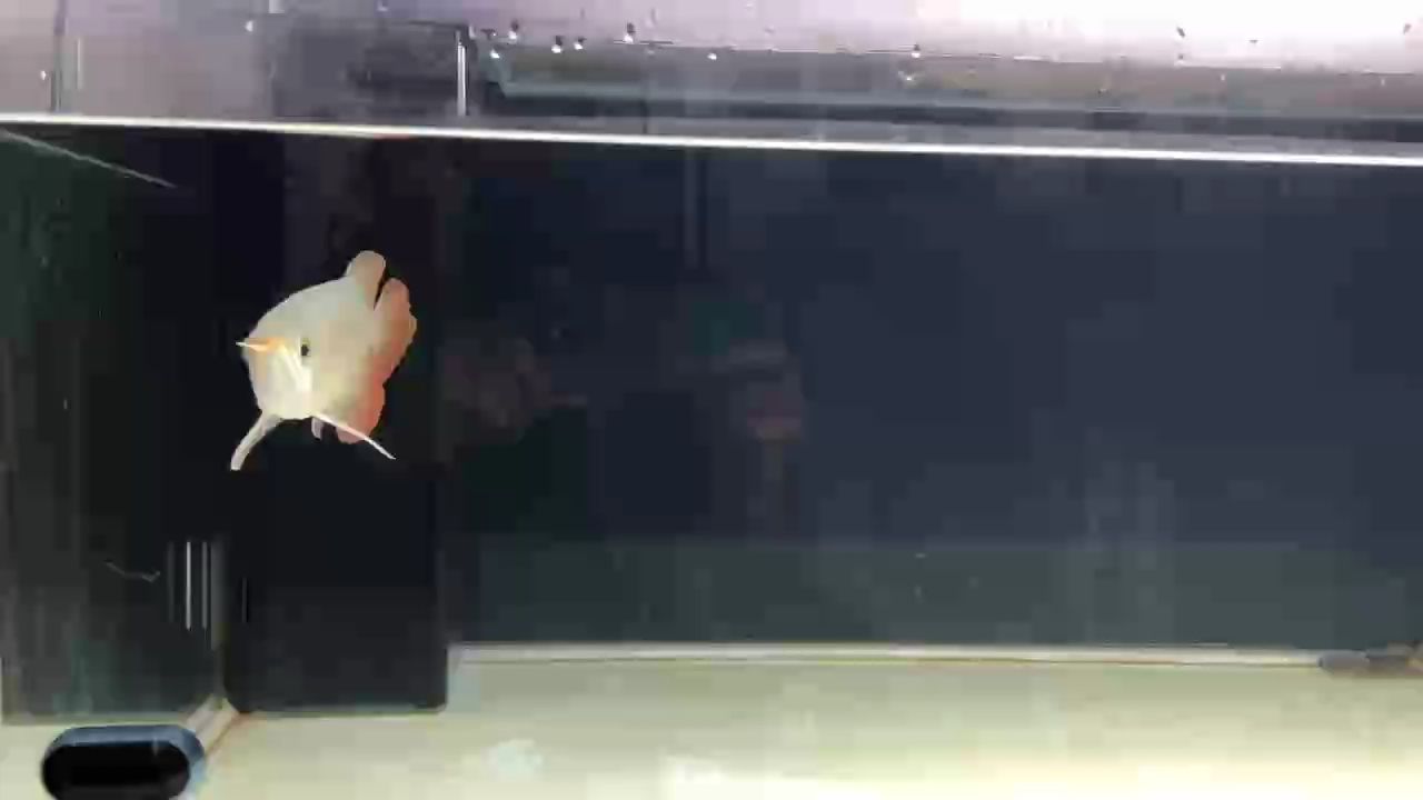 順仔，安全到家！[ciya]