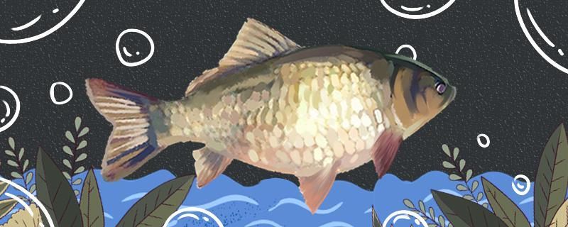 養(yǎng)鯽魚(yú)喂什么食最好多久喂一次