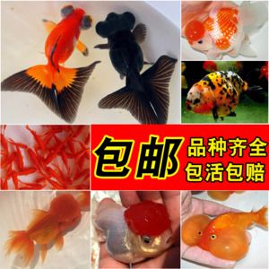龍魚能不能吃肉類：龍魚能不能吃肉？探秘龍魚飲食的奧秘