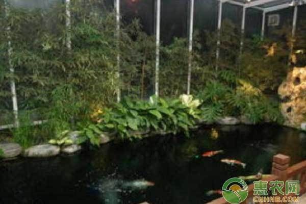 龍魚哪種好養(yǎng)活：龍魚之選，探尋適宜養(yǎng)殖的龍魚品種