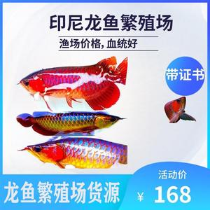 龍魚苗怎么養(yǎng)及喂養(yǎng)技巧圖片欣賞視頻：龍魚苗養(yǎng)護全攻略，從新手到高手的進階之路