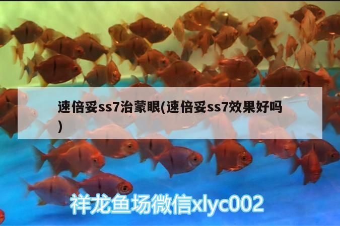 龍魚 速倍妥ss7治蒙眼(速倍妥ss7效果好嗎) 速倍妥 速倍妥ss7治蒙眼(速倍妥ss7效果好嗎) 速倍妥ss7治蒙眼(速倍妥ss7效果好嗎) 速倍妥