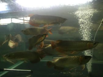 孟吉爾紅龍f1有名氣嗎知乎：孟吉爾紅龍f1在紅龍魚市場上具有一定知名度的品種