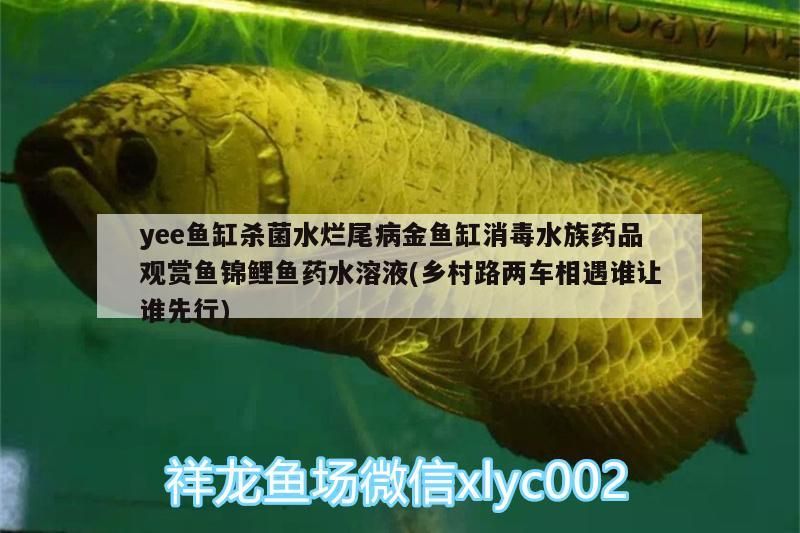 yee魚缸殺菌水爛尾病金魚缸消毒水族藥品觀賞魚錦鯉魚藥水溶液(鄉村路兩車相遇誰讓誰先行)