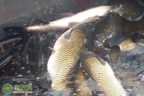 龍魚(yú)苗怎么養(yǎng)活的快一點(diǎn)：龍魚(yú)苗快速健康成長(zhǎng)秘籍，科學(xué)養(yǎng)護(hù)與精心呵護(hù)
