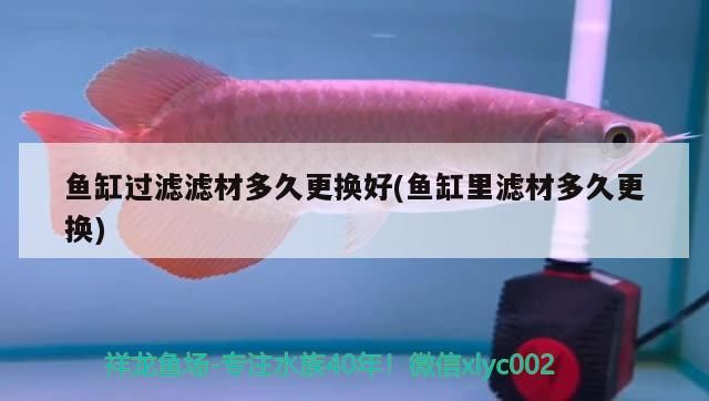 魚缸過濾濾材多久更換好(魚缸里濾材多久更換)