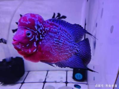 龍魚苗怎么開口的視頻教程大全：龍魚苗開口視頻教程，助力龍魚健康成長的關鍵一步