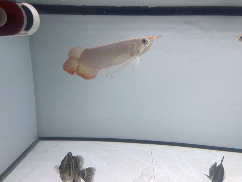 歡迎煒煒加入 歡迎煒煒加入 龍魚論壇