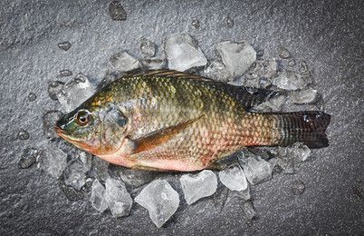 魟魚下鹽好處與壞處有哪些：魟魚下鹽好處與壞處有哪些有哪些