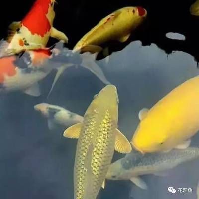 養錦鯉魚水ph值在多少合適（養錦鯉水的ph值應保持在弱堿性） 養錦鯉魚水ph值在多少合適（養錦鯉水的ph值應保持在弱堿性） 蝴蝶鯉百科 第2張