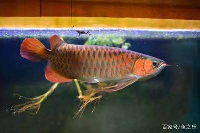 龍魚苗養殖注意事項有哪些圖片大全：龍魚苗養殖全攻略，關鍵注意事項與實操要點