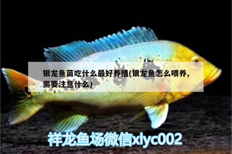 銀龍魚苗吃什么最好養殖(銀龍魚怎么喂養,需要注意什么)