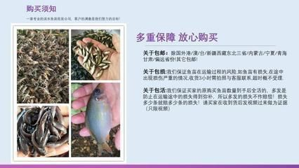 短身鯉魚苗最怕三個東西（短身鯉魚苗養殖技術）