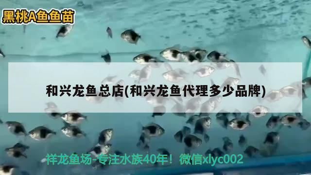 和興龍魚總店(和興龍魚代理多少品牌) 和興龍魚總店(和興龍魚代理多少品牌) 和興紅龍