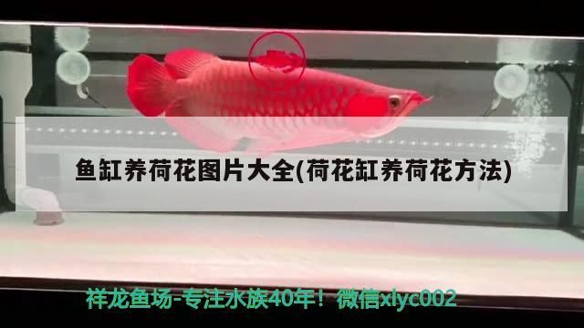 魚缸過濾器選購指南:自制魚缸過濾器魚缸上置過濾器對于養(yǎng)魚愛好者的必備知識 魚缸養(yǎng)荷花圖片大全(荷花缸養(yǎng)荷花方法) 觀賞魚百科 魚缸養(yǎng)荷花圖片大全(荷花缸養(yǎng)荷花方法) 魚缸養(yǎng)荷花圖片大全(荷花缸養(yǎng)荷花方法) 觀賞魚百科