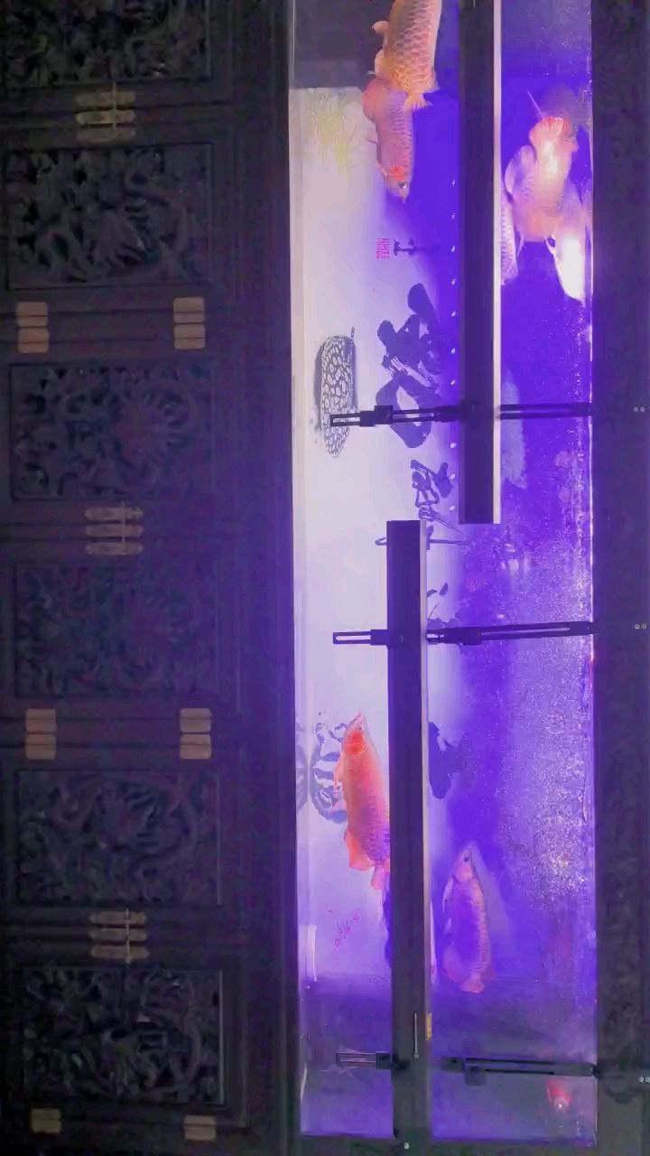 龍魚怕什么 九龍打卡下 龍魚論壇 九龍打卡下 九龍打卡下 龍魚論壇