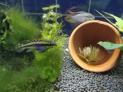 龍魚苗圖片大全欣賞圖：龍魚苗圖片大全欣賞，探尋水中精靈的奇妙世界