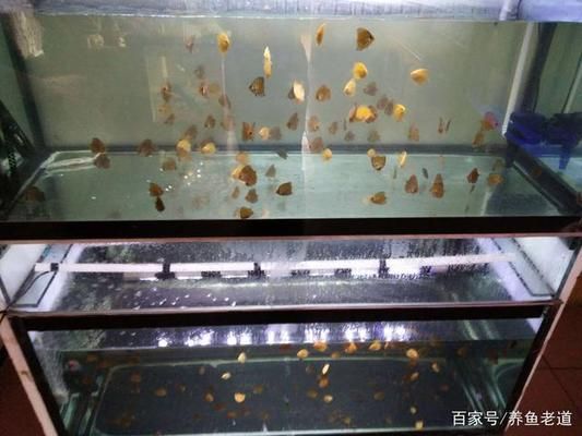 龍魚苗水溫多少合適喂食呢：探秘龍魚苗健康成長，水溫與喂食的黃金法則