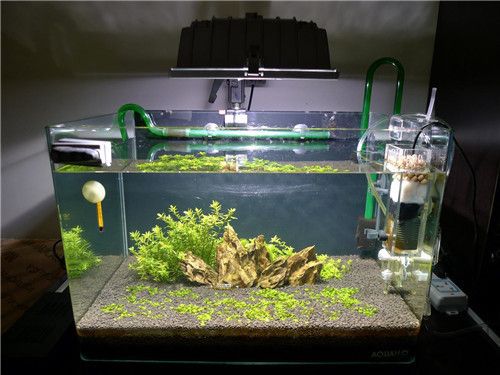 龍魚苗生長速度怎么樣的：龍魚苗生長速度探秘，影響因素與成長奧秘