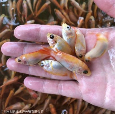 普寧鯉魚苗市場地址（普寧市與鯉魚苗相關的市場及魚苗場地址如下：如需更全面信息）