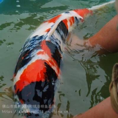 普寧鯉魚苗市場地址（普寧市與鯉魚苗相關的市場及魚苗場地址如下：如需更全面信息）