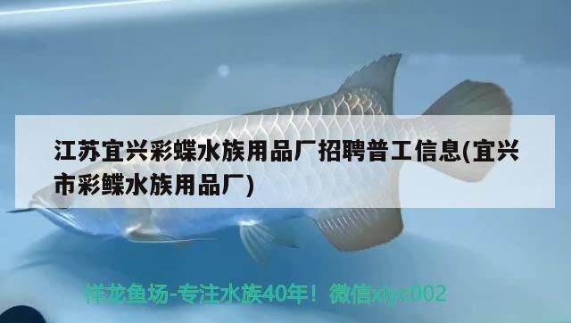 魚缸底濾安裝消音片后 底濾魚缸消音片怎么安