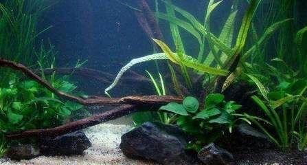 龍魚苗圖片：龍魚苗，水中精靈的成長之旅