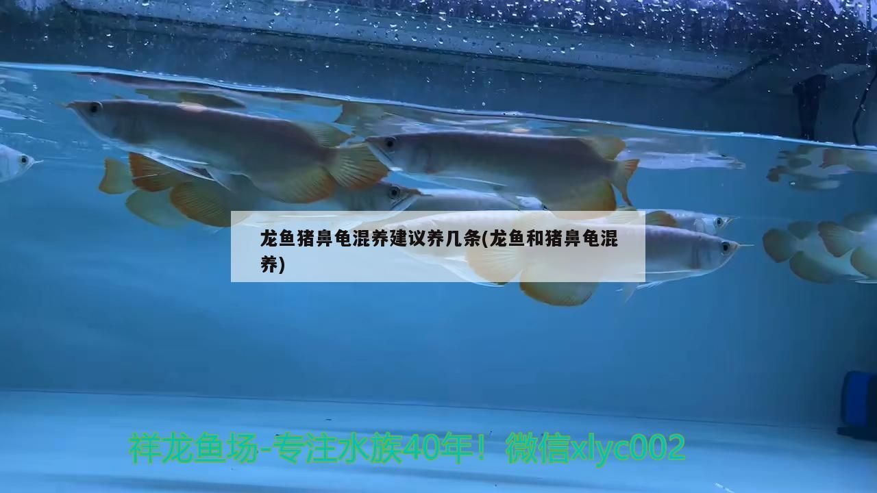 龍魚豬鼻龜混養建議養幾條(龍魚和豬鼻龜混養)