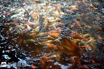 龍魚蒙眼最好最快的辦法是什么：龍魚蒙眼危機，探尋最佳解決之道
