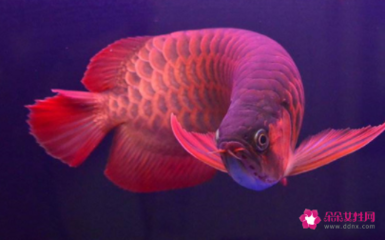 紅龍魚適合和什么魚一起養(yǎng) 紅龍魚適合和什么魚一起養(yǎng) 龍魚百科 第2張