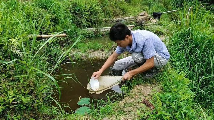 短身鯉魚苗最簡(jiǎn)單三個(gè)步驟(短身鯉魚苗養(yǎng)殖環(huán)境要求) 蝴蝶鯉百科 第2張 短身鯉魚苗最簡(jiǎn)單三個(gè)步驟(短身鯉魚苗養(yǎng)殖環(huán)境要求) 短身鯉魚苗最簡(jiǎn)單三個(gè)步驟(短身鯉魚苗養(yǎng)殖環(huán)境要求) 蝴蝶鯉百科 第2張