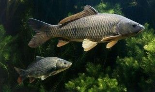 短身鯉魚苗最簡單三個步驟（短身鯉魚苗養(yǎng)殖環(huán)境要求）