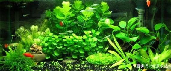 觀賞魚吃飯嗎（觀賞魚與食用魚的區別有助于保持觀賞魚的健康飲食）