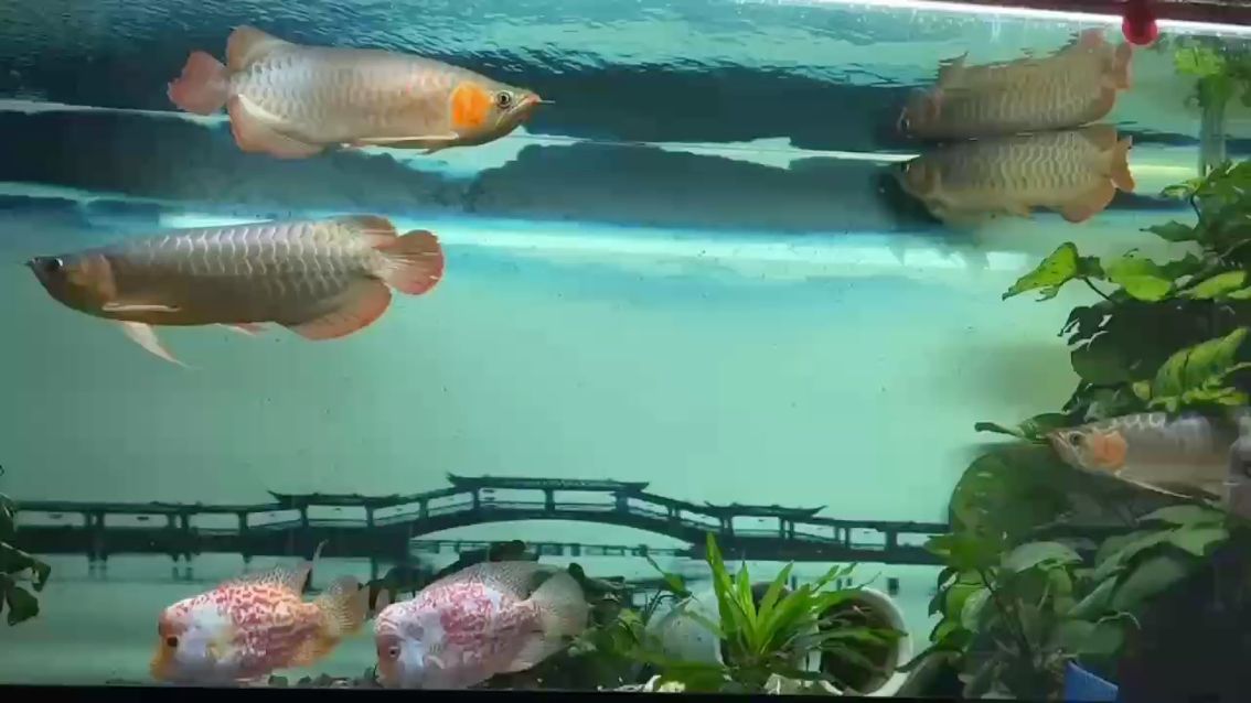 餓了幾天變苗條了 餓了幾天變苗條了 龍魚論壇 第1張