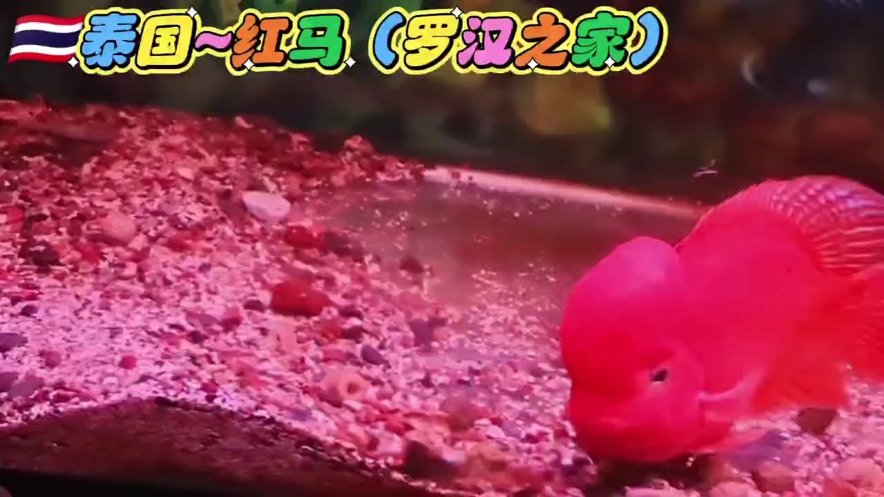 鸚鵡魚(yú)和銀龍魚(yú)混養(yǎng)怎樣喂食 暴頭紅馬 龍魚(yú)論壇 暴頭紅馬 暴頭紅馬 龍魚(yú)論壇