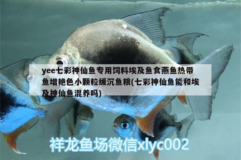 yee七彩神仙魚專用飼料埃及魚食燕魚熱帶魚增艷色小顆粒緩沉魚糧(七彩神仙魚能和埃及神仙魚混養嗎) yee七彩神仙魚專用飼料埃及魚食燕魚熱帶魚增艷色小顆粒緩沉魚糧(七彩神仙魚能和埃及神仙魚混養嗎) yee