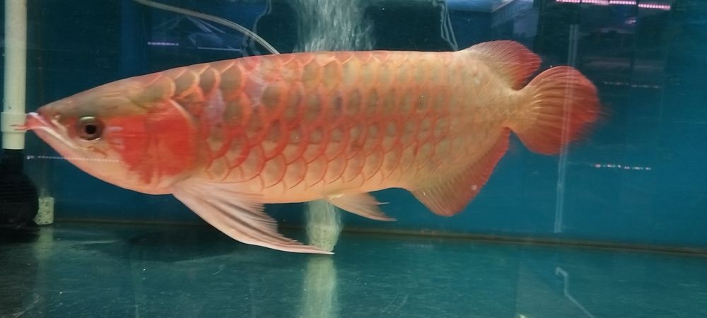 魚缸用增氧泵價格是多少:魚缸增氧機-xtrac增氧機-xtrac增氧機 魚店見一條70公分 龍魚論壇 魚店見一條70公分 魚店見一條70公分 龍魚論壇