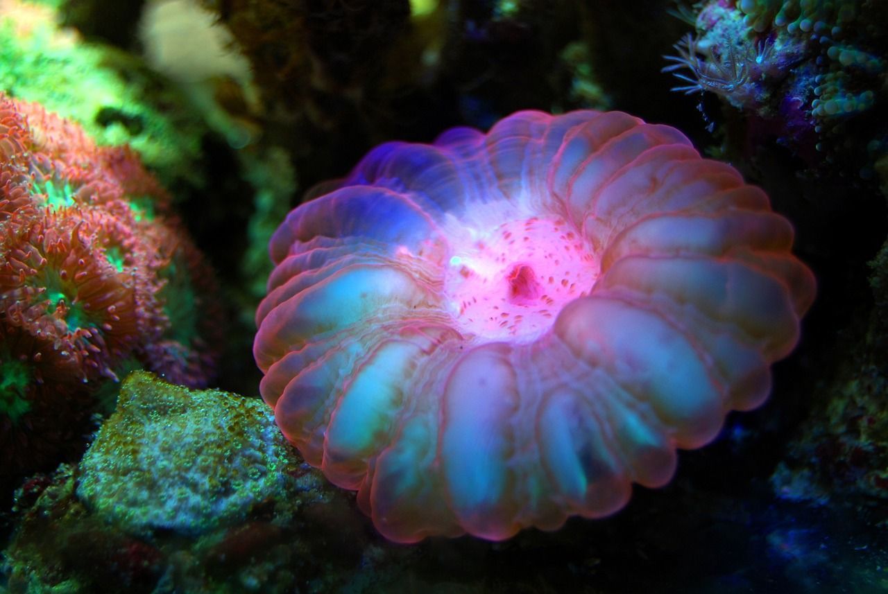 造型異形魚缸圖片（異形魚缸造景圖片） 造型異形魚缸圖片（異形魚缸造景圖片） 一方水族