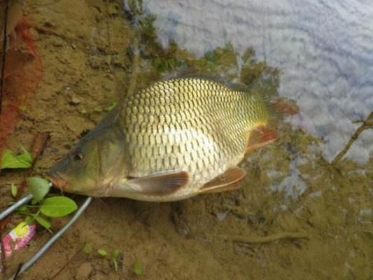 龍魚鱗上長小疙瘩怎么回事：龍魚鱗上小疙瘩，探秘與應(yīng)對(duì)