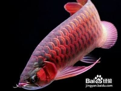 龍魚間歇性趴缸怎么辦，龍魚趴缸與水質波動關系