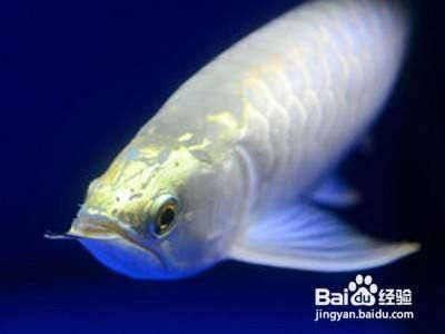 龍魚間歇性趴缸怎么辦，龍魚趴缸與水質波動關系