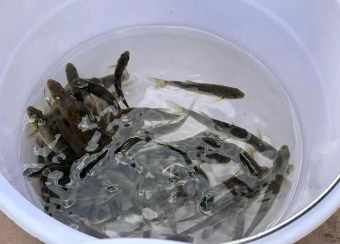 龍魚鱗片上有斑點(diǎn)怎么回事圖片大全：龍魚鱗片斑點(diǎn)之謎，探尋背后的真相與應(yīng)對(duì)之策