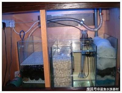 孔雀魚什么水養(yǎng)(什么樣的水適合養(yǎng)孔雀魚)